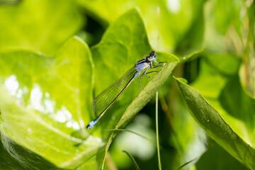 Close up Macro Shot of blue-tailed damselfly or common bluetail in green grass field setting