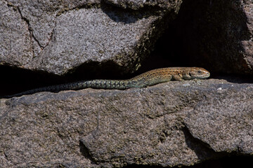 Juvenile Viviparous lizard (Zootoca vivipara) basking on a dry stone wall