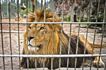 Löwe im Zoo