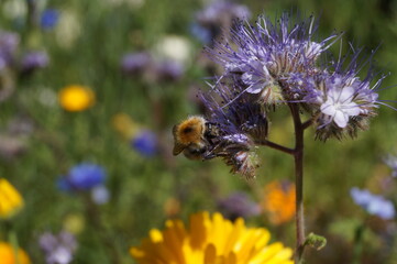 Hummel