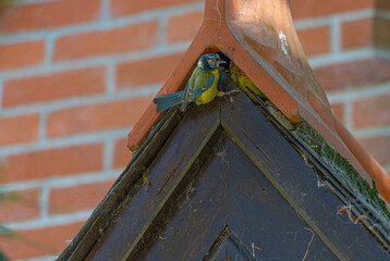 Close up low angle view of Blue Tit Feeding chicks in roof space of old architecture building