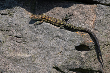 Juvenile Viviparous lizard (Zootoca vivipara) basking on a dry stone wall