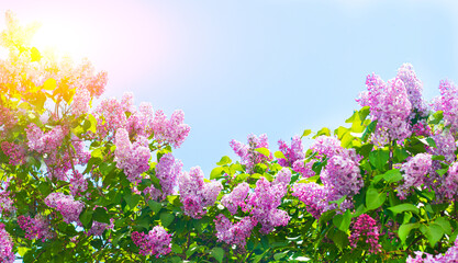Lilac branches on a background of blue sky. Flowering bush. Blue sky. pink lilac. Summer. Copy spase