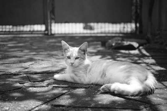 Cute cat rest in courtyard on the stone floor. Bw photo.