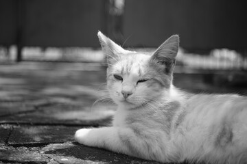 Sad cat rest in courtyard on the stone floor. Bw photo.