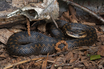 Adder (Vipera berus) basking after emerging from hibernation in the spring