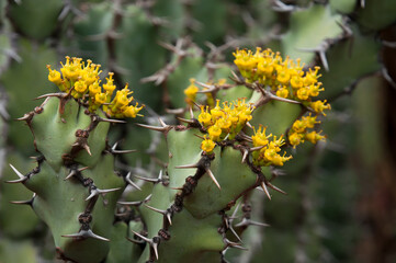 Sydney Australia, yellow flowers of aeuphorbia caerulescens bush