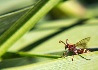 A wasp on a leaf