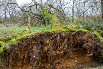 root of a tree uprooted by the wind