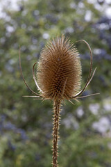 distel, kaardebol