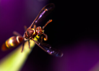 A wasp on a leaf