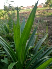 Obraz premium fragrant pandanus plants