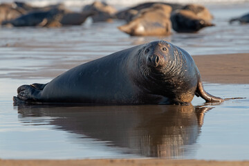 Male Atlantic Grey Seal (Halichoerus grypus) displaying wounds from battles in breeding season