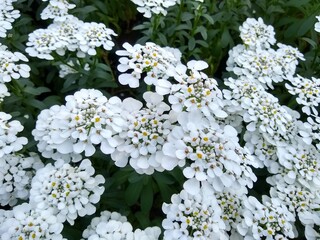 Iberis 'Masterpiece'