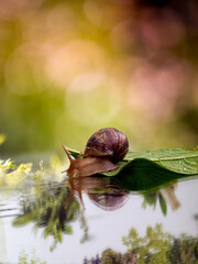 snail on a leaf
