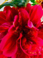 closeup of a red flower