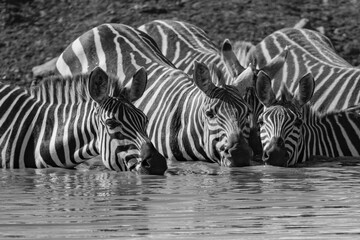 Fototapeta na wymiar black and white close up of zebras drinking in the Masai Mara