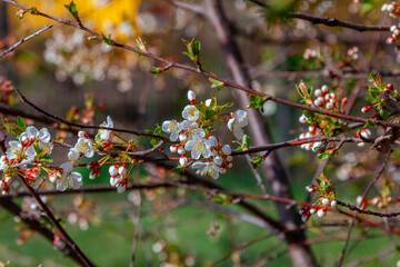 Beautiful blooming apricot tree branches with white flowers growing in a garden. Spring nature background.

