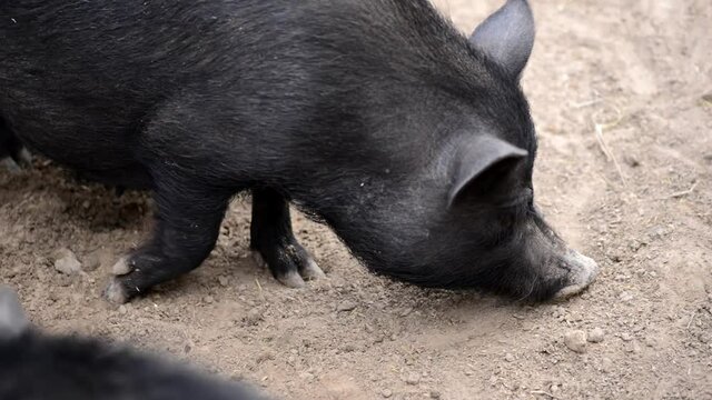 farmer black pig in the farmyard digs sand