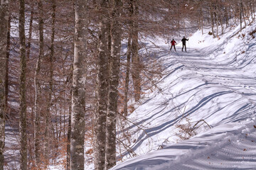 Belagua, Spain. Cross country skiers going down a slope with trees at one side.