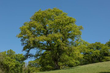 Obraz premium Green Foliage of a Deciduous Pedunculate, Common or English Oak Tree (Quercus robur) Growing in a Field in Rural Devon, England, UK