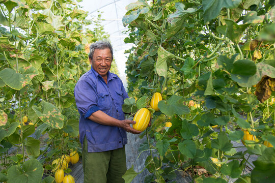 A farmer works in a greenhouse of Korean melon in Viet Nam