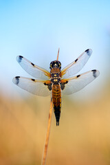 Four Spotted Chaser Dragonfly (Libellula quadrimaculata) drying it’s wings in the sunlight at the edge of a lake