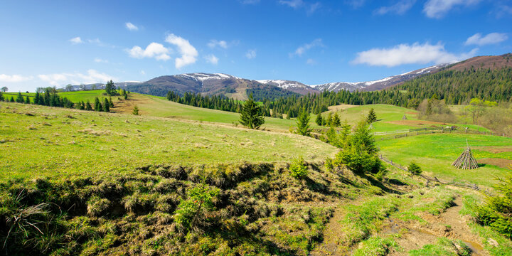 rural landscape in mountains. beautiful green summer scenery. trees and fields on the rolling hills. carpathian nature on a sunny day. ridge with snow in the distance