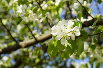 white blossom of pear tree. Sunny day of spring, background