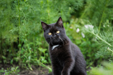 Naklejka na ściany i meble Smart look of a black cat