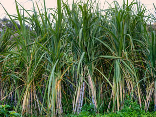 Sugar cane on plantation before harvest.