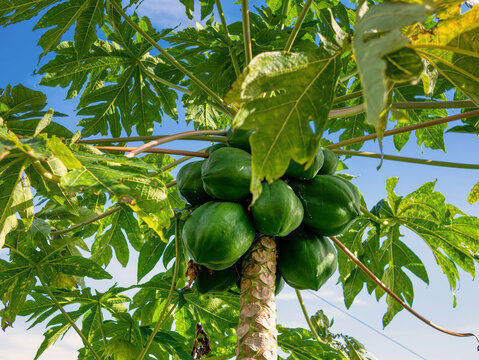 beautiful immature papaya on the tree.