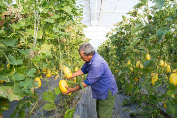 A farmer works in a greenhouse of Korean melon in Viet Nam