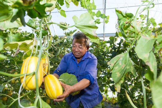 A farmer works in a greenhouse of Korean melon in Viet Nam