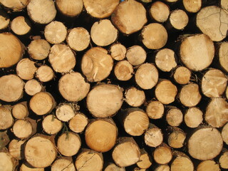 Holzstämme