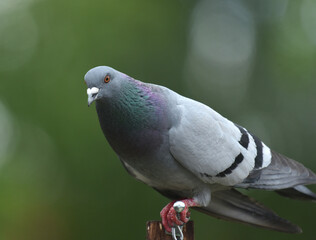 pigeon perched in the garden
