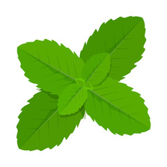 Green mint leaves vector isolated. Healthy menthol