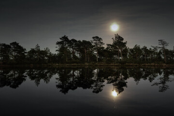 moonlit night in the swamp