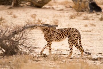 Cheetah sniffing branch to check which animal marked its territory there