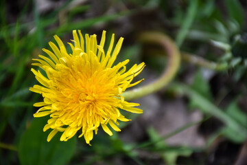 Dandelion flower head close up