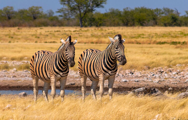 Fototapeta na wymiar Wild african animals. African Mountain Zebras standing in grassland. Etosha National Park.
