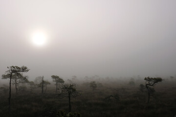 foggy morning in the swamp