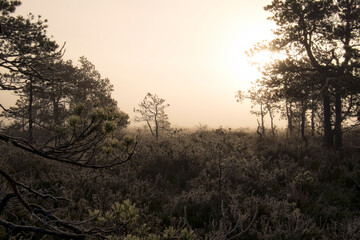 foggy dawn in the swamp