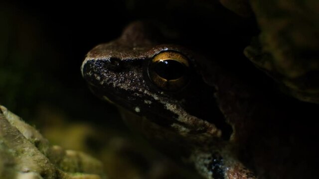 Common European brown frog macro shot, selective focus