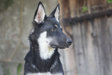 Kopf eines schwarzen amerikanischen Wolfshundes