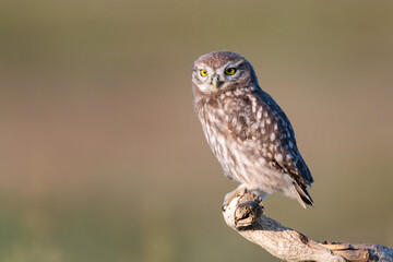 The Little Owl Athene noctua, a young owl sits on a stick in a beautiful light