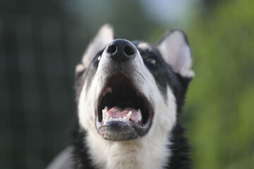Nahaufnahme Gebiss eines amerikanischen Wolfhundes