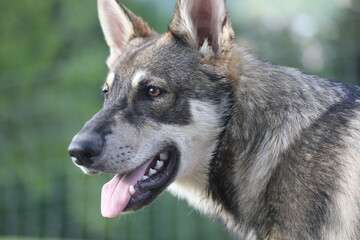 portrait tschechischer Wolfshund