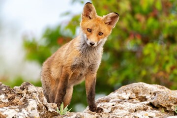 Naklejka na ściany i meble A Fox sits on a rock and looks at the camera. Vulpes vulpes