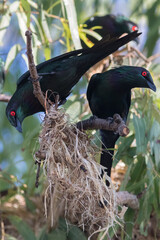 Pair of metallic starlings (Aplonis metallica) building a nest. Cairns, Queensland, Australia